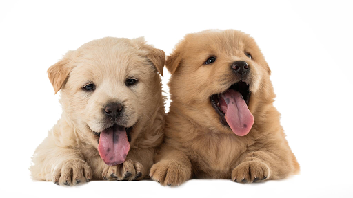 Pet Store «Petland Lewis Center», reviews and photos, 86 Meadow Park Ave, Lewis Center, OH 43035, USA