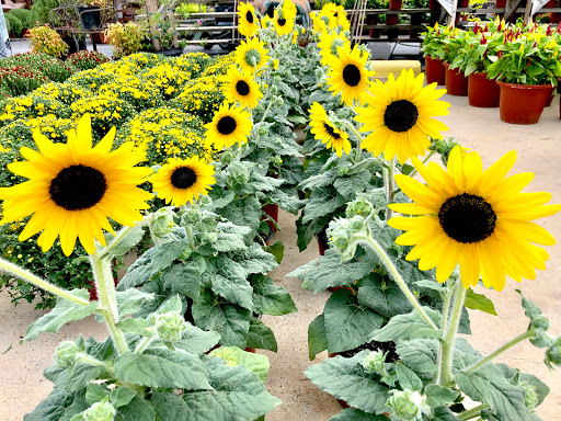 Market «Bedford Farmers Market», reviews and photos, 2824 Brown Trail, Bedford, TX 76021, USA