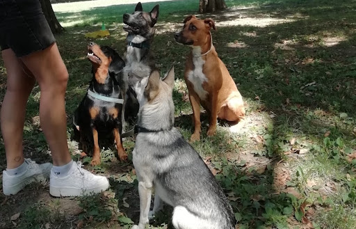 Trois P'tits Chiens - Éducatrice canin