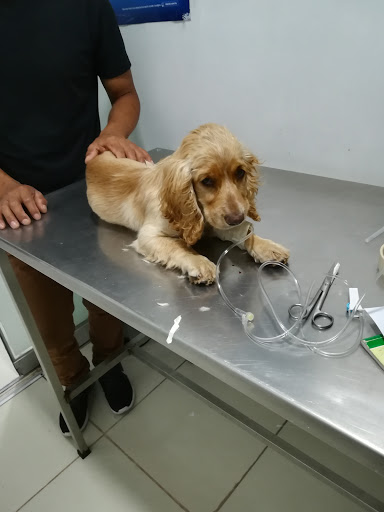 Clinicas veterinarias en Arequipa