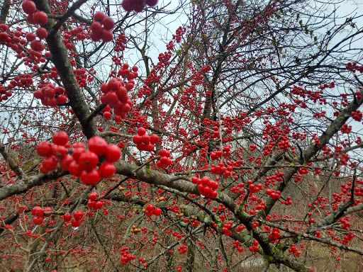 Park «Buffalo Ridge Park», reviews and photos, 5720 Parkwood Trail, Haltom City, TX 76137, USA