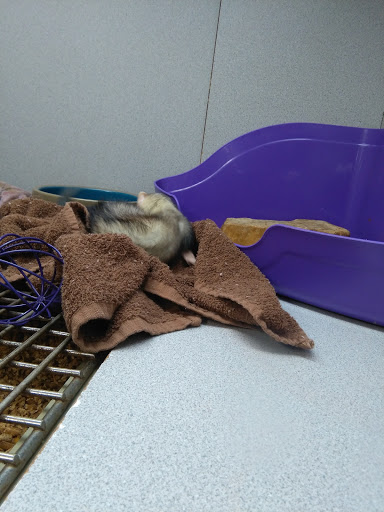 Pet Store «Fish Bowl», reviews and photos, 2117 E Race Ave, Searcy, AR 72143, USA