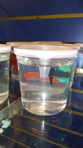 Pet Store «Fish Bowl Aquarium & Pet Mart», reviews and photos, 425 Pleasant St # 21, Fall River, MA 02721, USA