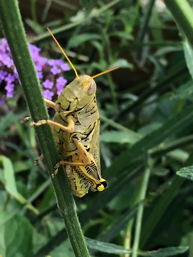 Farm «Idlewild Butterfly Farm», reviews and photos, 1100 Logan St, Louisville, KY 40204, USA