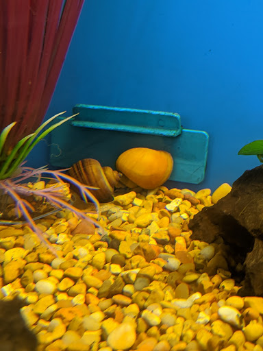 Pet Supply Store «Petco Animal Supplies», reviews and photos, 22000 Dulles Retail Plaza #110, Sterling, VA 20166, USA