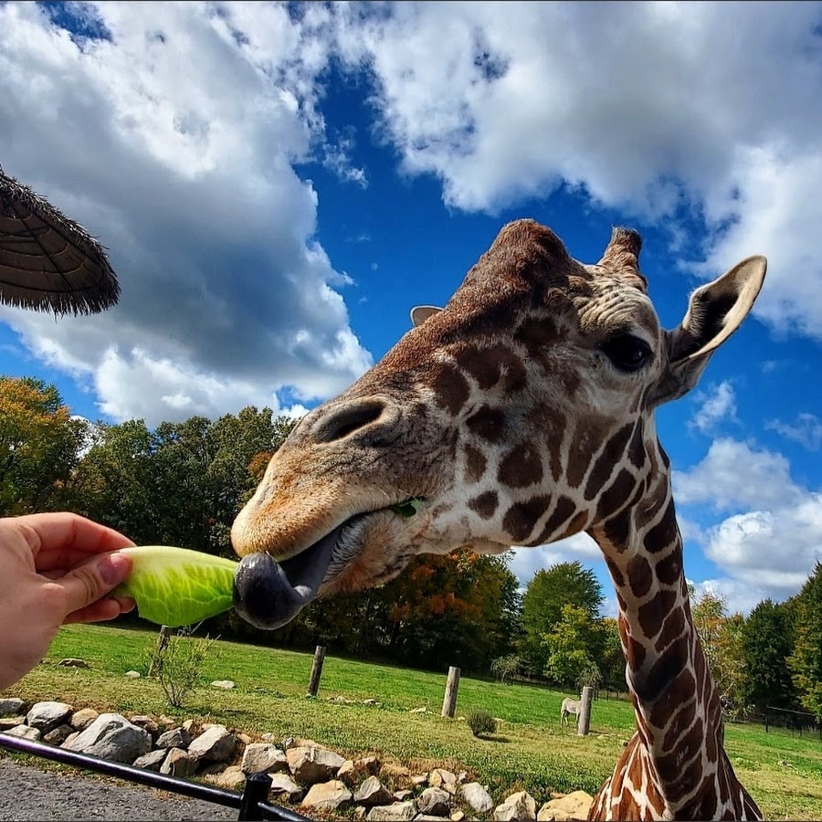 Keystone Safari