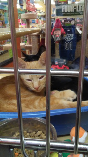 Pet Supply Store «PetSmart», reviews and photos, 211 W Alexander St A, Plant City, FL 33563, USA