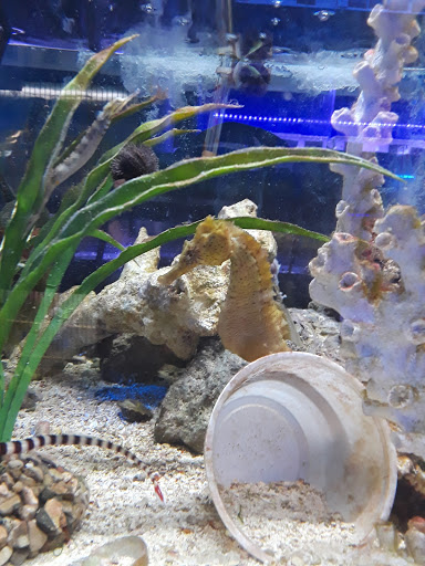 Pet Store «Moby Dick Pet Store Inc», reviews and photos, 3700 Sashabaw Rd, Waterford Twp, MI 48329, USA