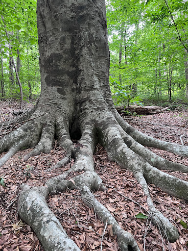 Park «Brookhaven Nature Park», reviews and photos, 5125 Berkeley St, Raleigh, NC 27612, USA