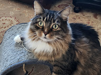 Cat Clinic and Hospital - Photo 8 - Car repair in Pittsburgh, PA, Pittsburgh