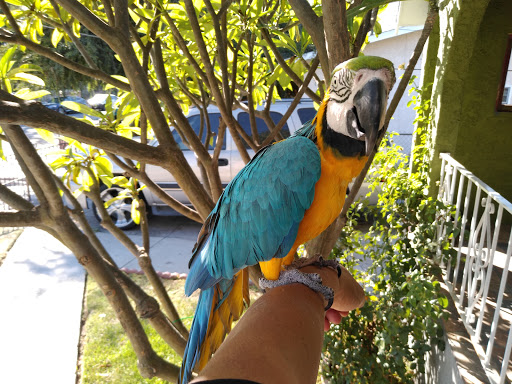 Pet Store «Inez Pet Shop», reviews and photos, 3825 Whittier Blvd, Los Angeles, CA 90023, USA