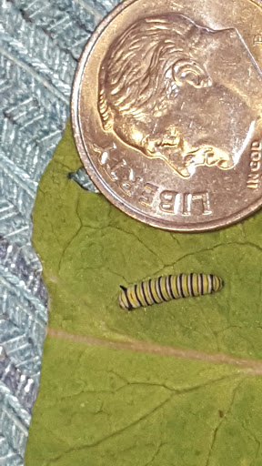 Museum «Insectropolis», reviews and photos, 1761 U.S. 9, Toms River, NJ 08755, USA