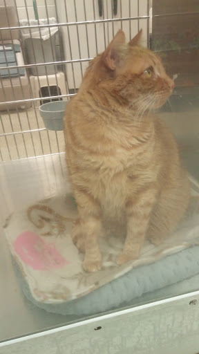 Pet Supply Store «PetSmart», reviews and photos, 889 NE 25th Ave, Hillsboro, OR 97124, USA