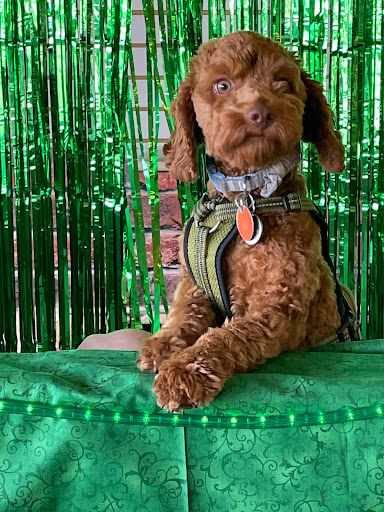 Pet Supply Store «Pet Partners», reviews and photos, 1962 W State St, Bristol, TN 37620, USA