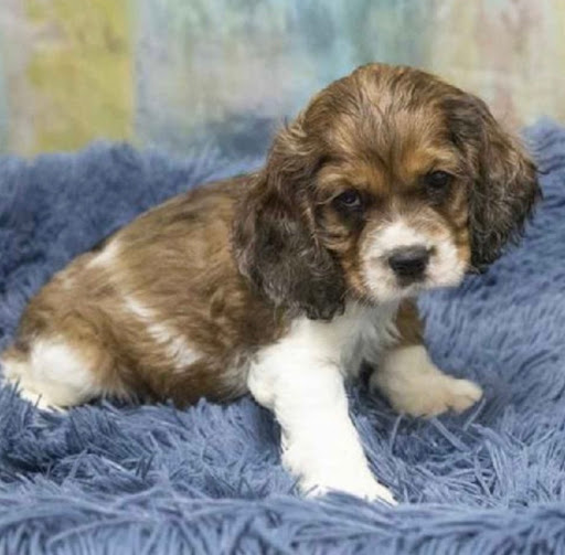 Pet Store «Pet Express», reviews and photos, 250 Granite St, Braintree, MA 02184, USA