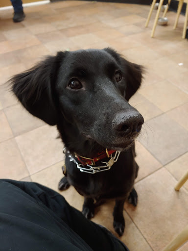 Pet Supply Store «PetSmart», reviews and photos, 1232 Hooper Ave, Toms River, NJ 08753, USA