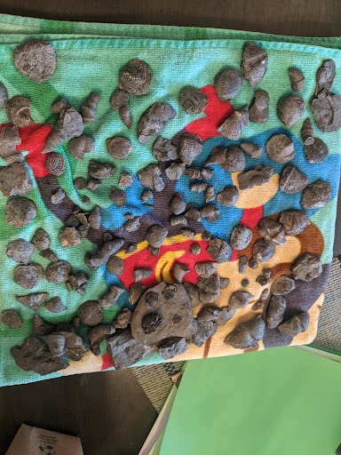 Nature Preserve «Penn Dixie Fossil Park & Nature Reserve», reviews and photos, 4050 North St, Blasdell, NY 14219, USA