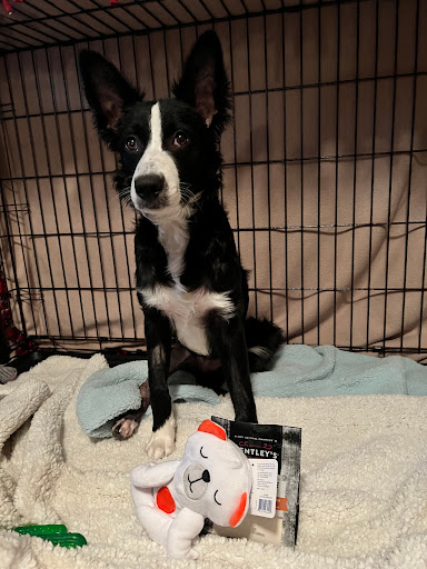 Pet Store «PetSmart», reviews and photos, 1606 E Empire St, Bloomington, IL 61701, USA