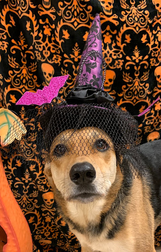 Pet Boarding Service «About Pets Center», reviews and photos, 1604 Conehurst Blvd, Salem, VA 24153, USA