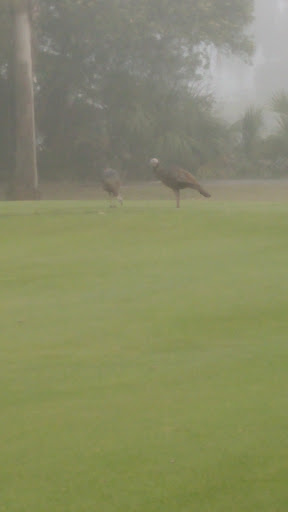 Country Club «Inverness Golf & Country Club», reviews and photos, 3150 S Country Club Dr, Inverness, FL 34450, USA