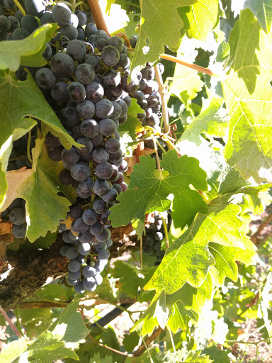 Winery «Dutcher Crossing Winery», reviews and photos, 8533 Dry Creek Rd, Geyserville, CA 95441, USA