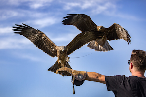 East Sussex Falconry by appointment at Herstmonceux Castle image