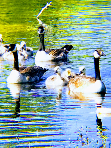 Disc Golf Course «South Vineland Disc Golf Course- Crystal Lake», reviews and photos, W Elmer Rd, Vineland, NJ 08360, USA