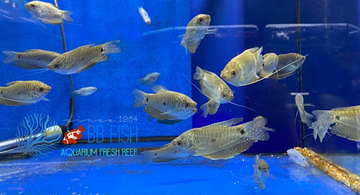 Tropical Fish Store «BB Fish and Pets», reviews and photos, 9226 Cypress Creek Pkwy, Houston, TX 77064, USA