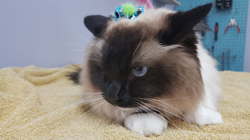 Pet Groomer «Barking Beauties pet Boutique», reviews and photos, 112 E 2nd St S, Newton, IA 50208, USA