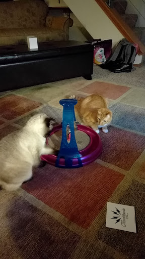 Pet Supply Store «Furever Pets LLC», reviews and photos, 1902 NE Broadway St, Portland, OR 97232, USA