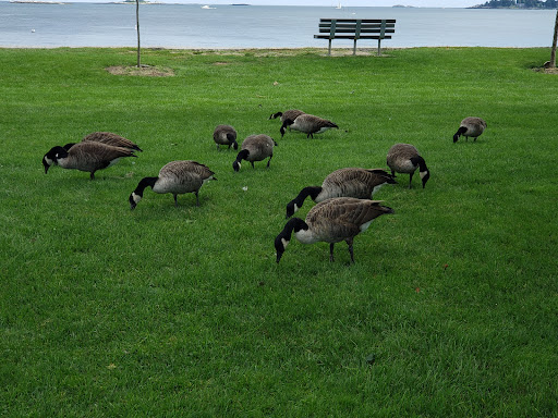 Garden «Lynch Park Rose Garden», reviews and photos, Lynch Park, Beverly, MA 01915, USA