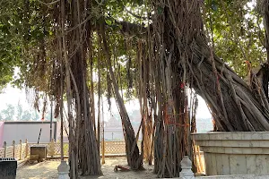 Immortal Banyan Tree image