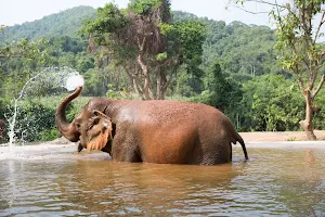 Pattaya Elephant Sanctuary image