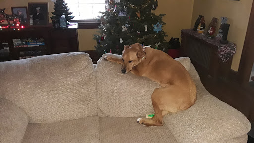 Pet Groomer «Pampered Pet Dog Grooming Shop», reviews and photos, 711 Pleasant St, Paxton, MA 01612, USA