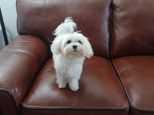 Pet Supply Store «PetSmart», reviews and photos, 60 NJ-17, Paramus, NJ 07652, USA