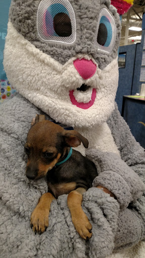 Pet Supply Store «PetSmart», reviews and photos, 1561 N Dysart Rd, Avondale, AZ 85323, USA