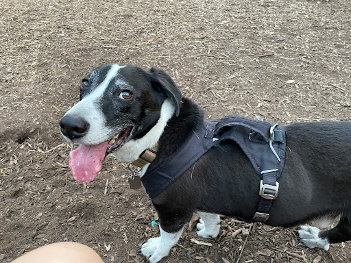 Park «Lake of the Isles Dog Park», reviews and photos, 2845 W Lake of the Isles Pkwy, Minneapolis, MN 55405, USA