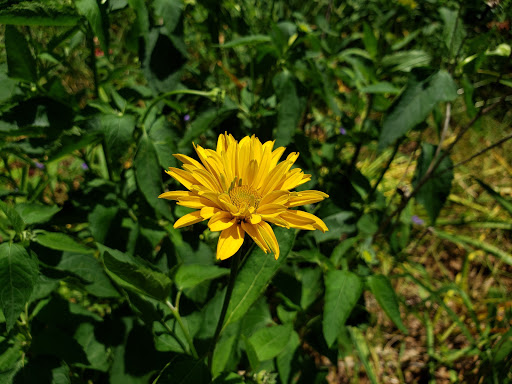 Park «Pardee Rose Gardens», reviews and photos, 180 Park Rd, Hamden, CT 06517, USA