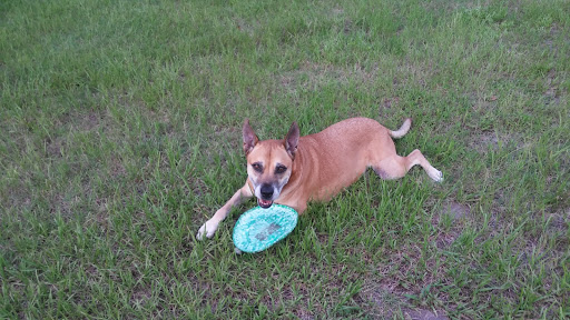 Golf Course «St. Augustine Shores Golf Club», reviews and photos, 707 Shores Blvd, St Augustine, FL 32086, USA