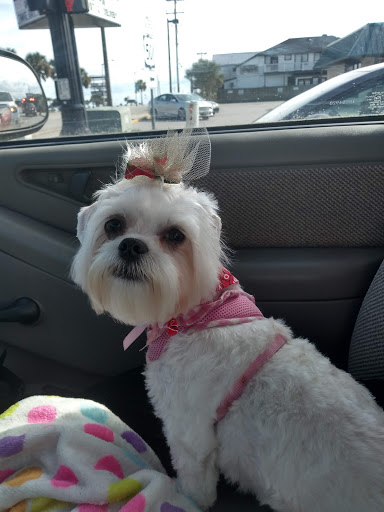 Pet Supply Store «Coastline Pet Supply», reviews and photos, 3530 Northgate Dr, Myrtle Beach, SC 29588, USA