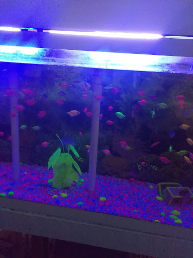 Pet Supply Store «D & D Pet Center», reviews and photos, 8813 Michigan Ave, Detroit, MI 48210, USA