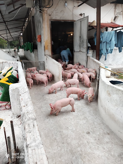 Công Ty TNHH Lợn Giống Hạt Nhân Dabaco
