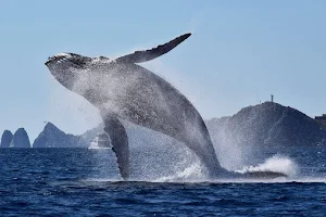 Whale Watch Cabo image