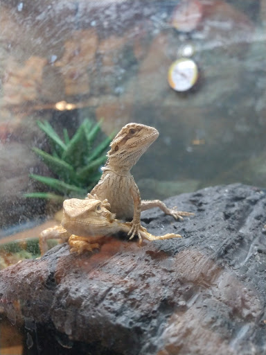 Pet Supply Store «Petco Animal Supplies», reviews and photos, 1100 Middle Country Rd, Selden, NY 11784, USA