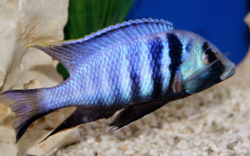 Tropical Fish Store «Aquatic Treasures/Bruces Pond Shop», reviews and photos, 20708 Gudith Rd, Brownstown Charter Twp, MI 48183, USA