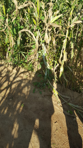 Tourist Attraction «Still Family Farm, LLC», reviews and photos, 5630 Macland Rd, Powder Springs, GA 30127, USA