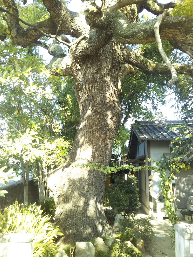 福山指定保護林 楠の木