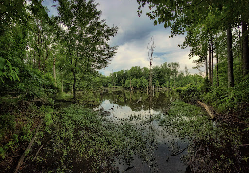 North Mount Loretto State Forest image 1