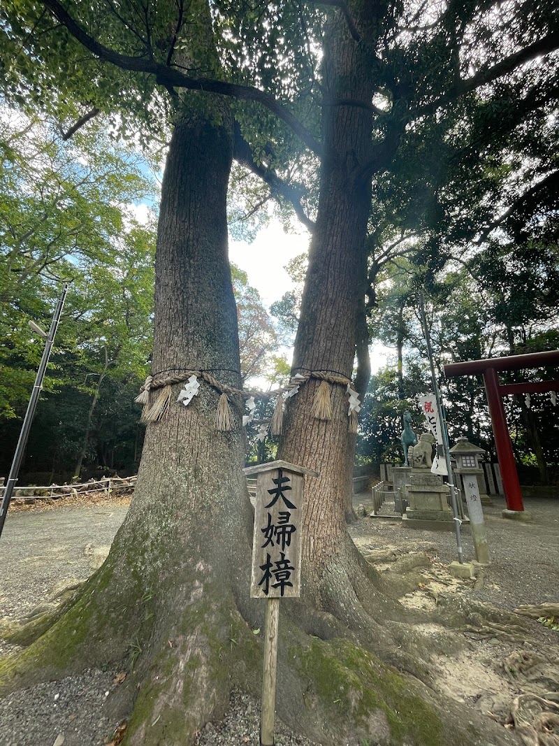 男神社の夫婦樟