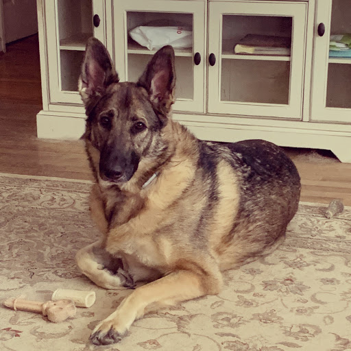 Pet Supply Store «Pet Supplies Plus», reviews and photos, 2801 Wade Hampton Blvd #100, Taylors, SC 29687, USA